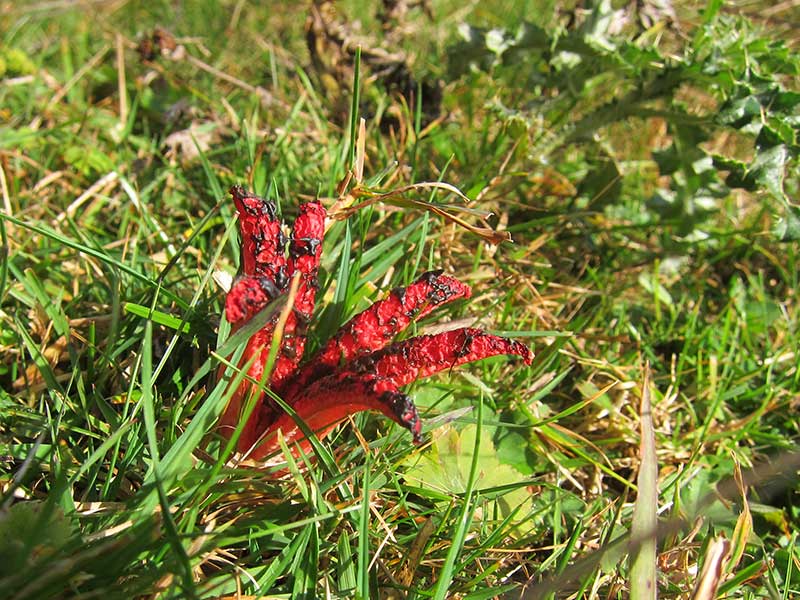 Bernkogel